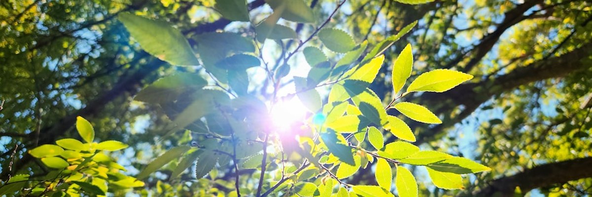 the sun shining through the leaves of a tree
